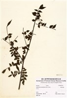 藏品(翼柄花椒)的圖片